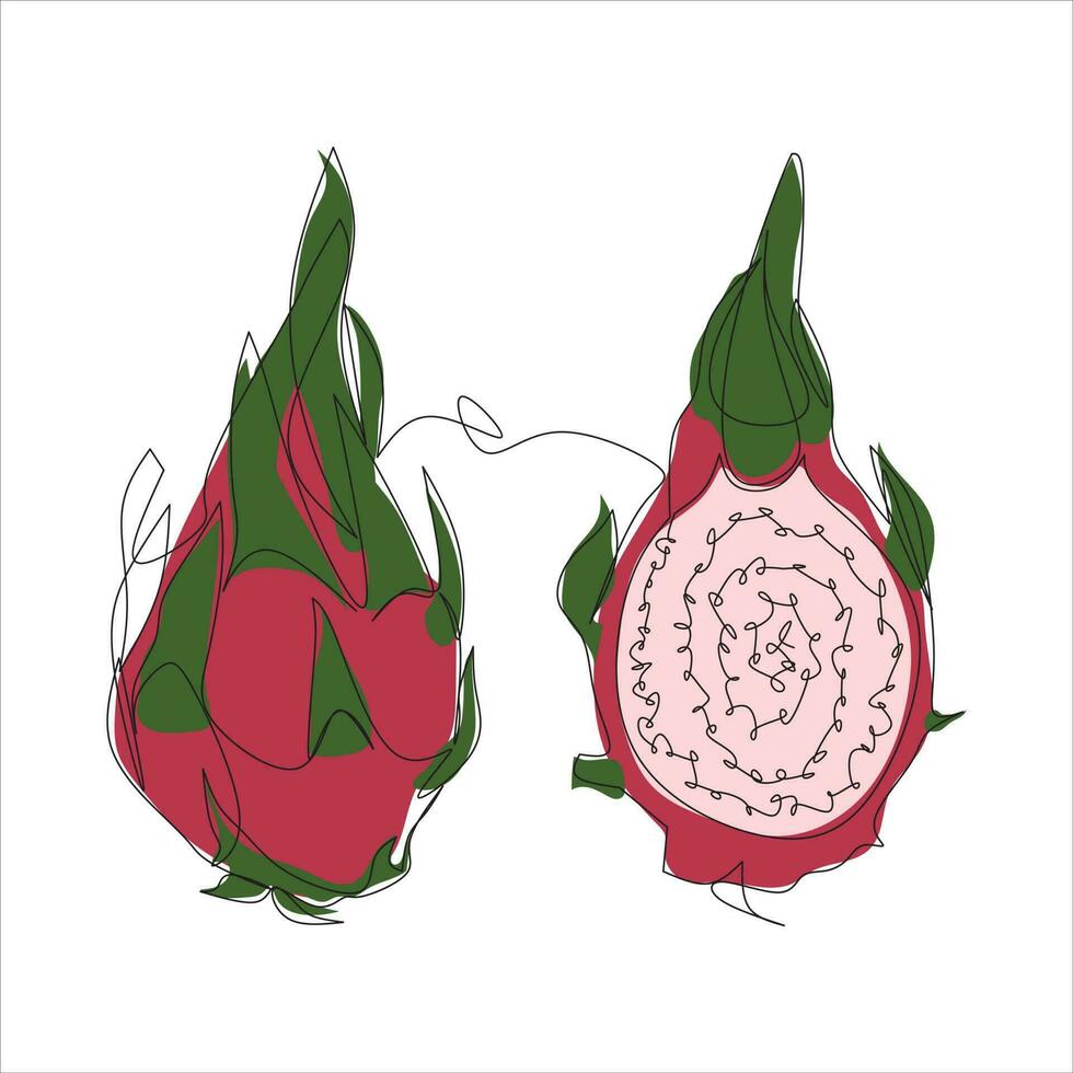 Vector dragon fruit drawing of one continuous line. Color illustration of dragon fruit in the style of one line art