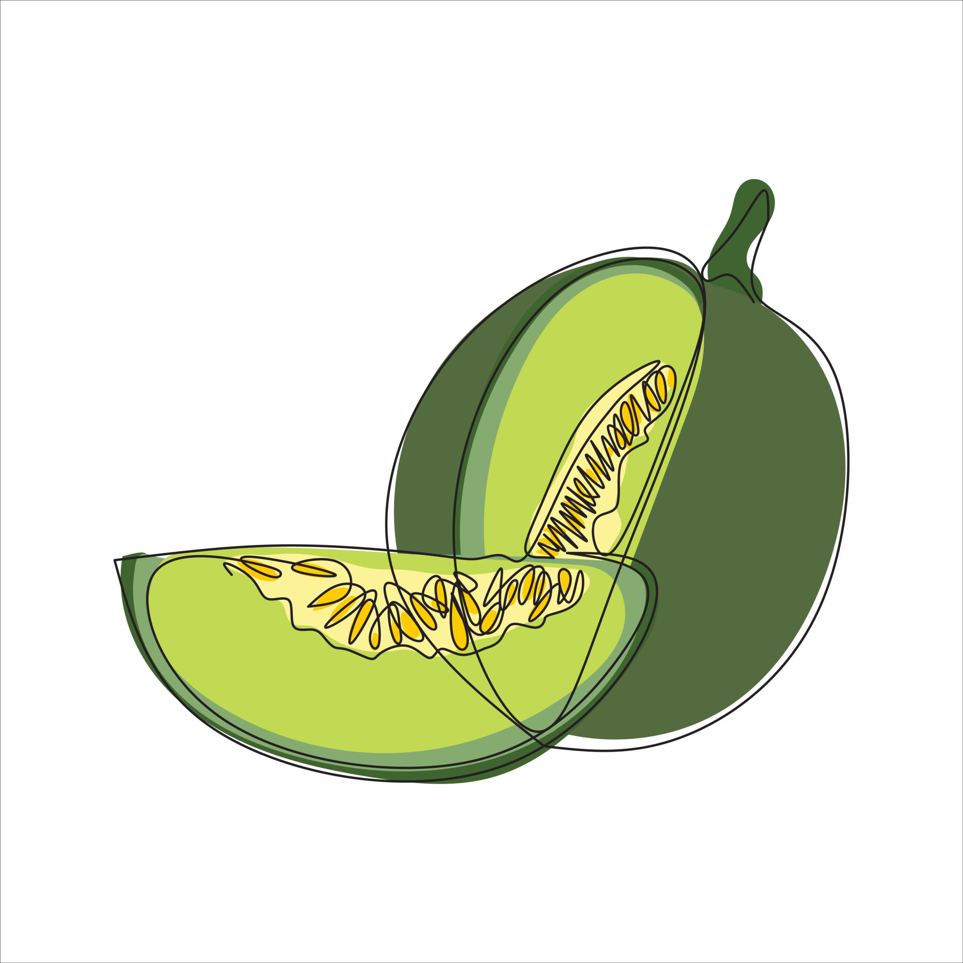 Vector melon fruit drawing of one continuous line. Color illustration