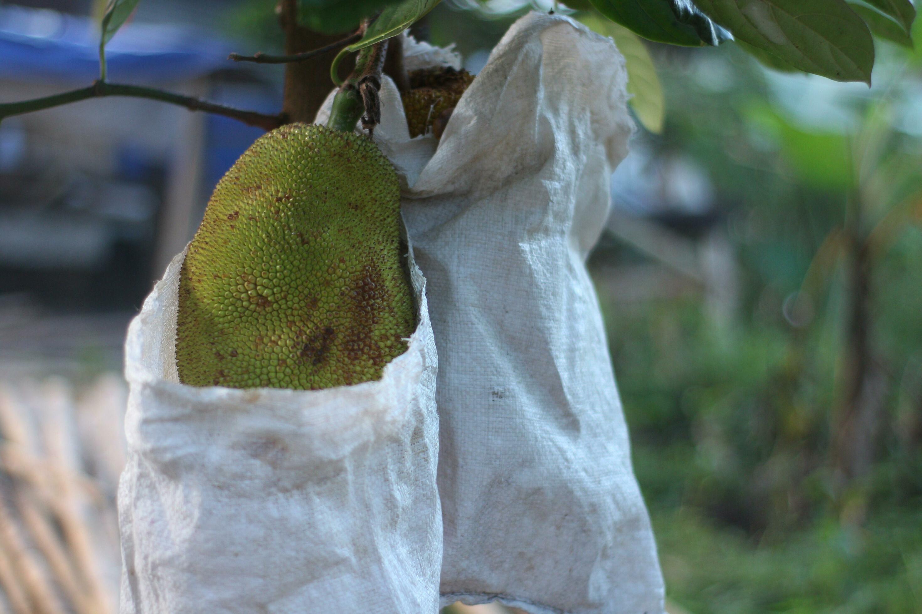 The almost ripe jackfruit is deliberately covered with sacks to protect
