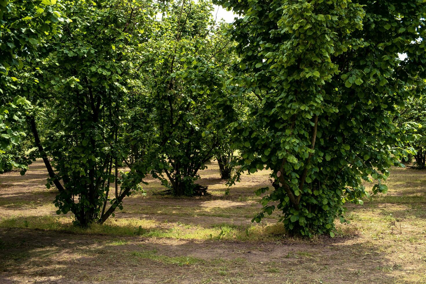 Hazelnut fields in spring in the Piedmontese Langhe countryside of Costigliole d'Asti photo