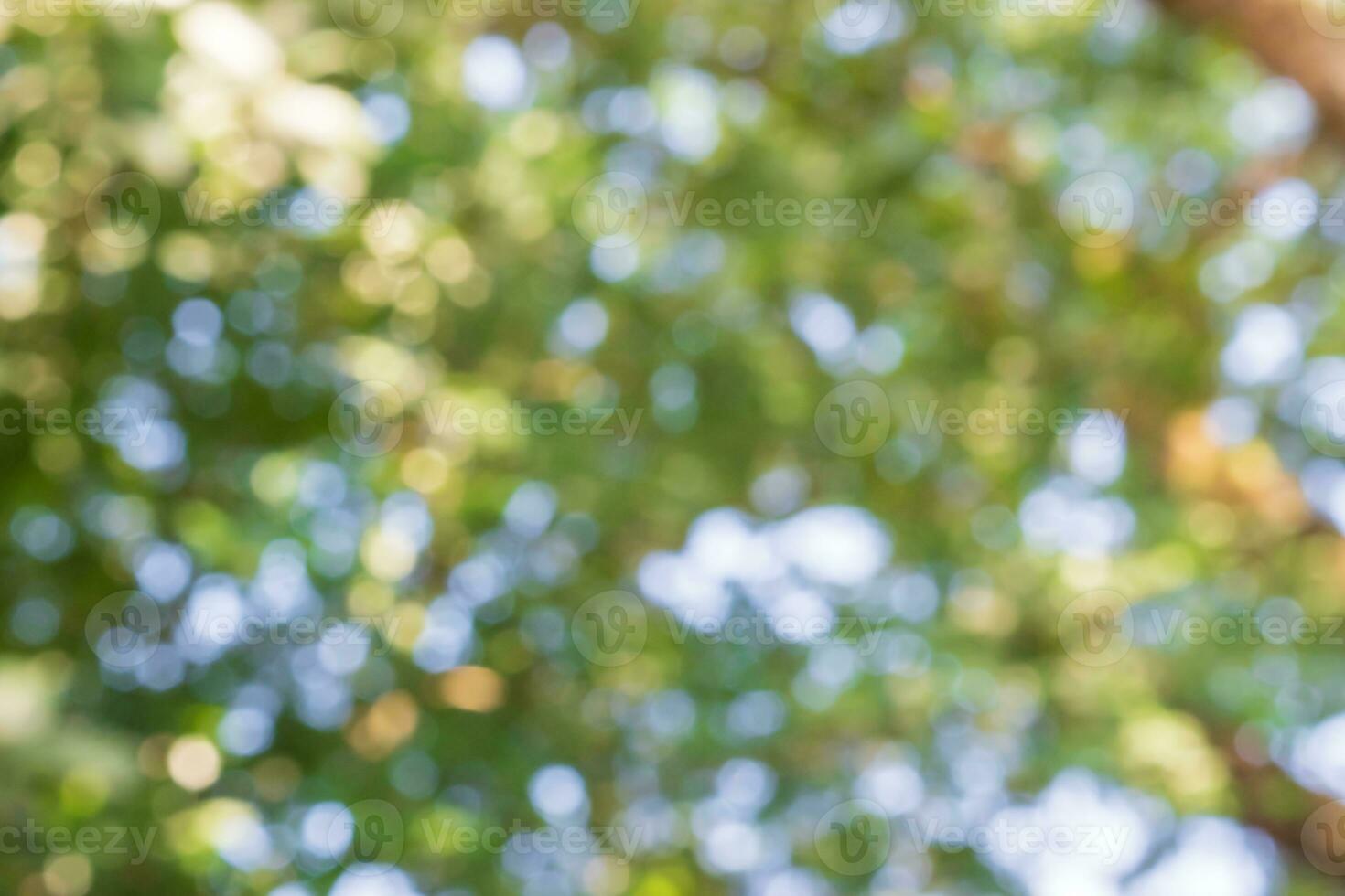 Abstract green nature bokeh background. photo