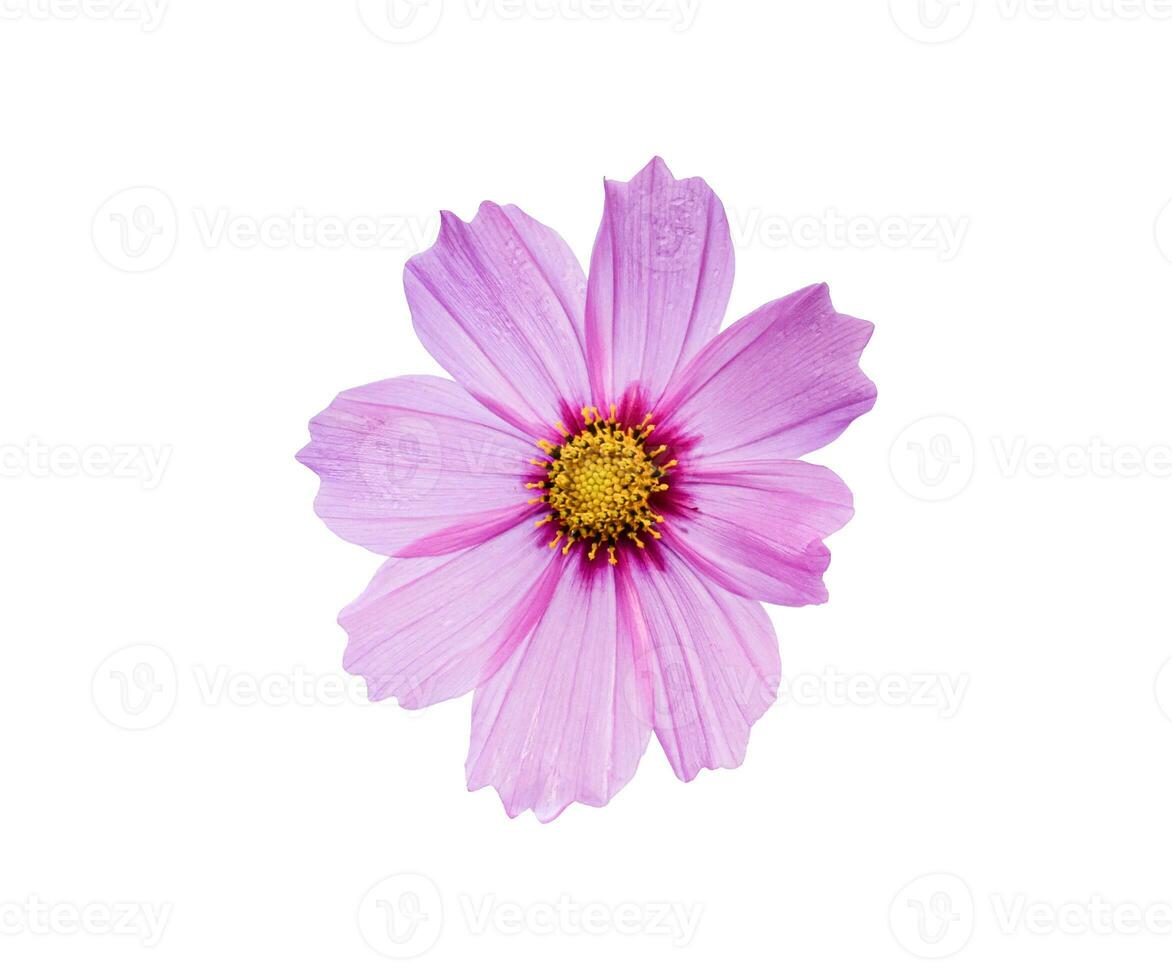Pink cosmos flower on white background. with clipping path. photo