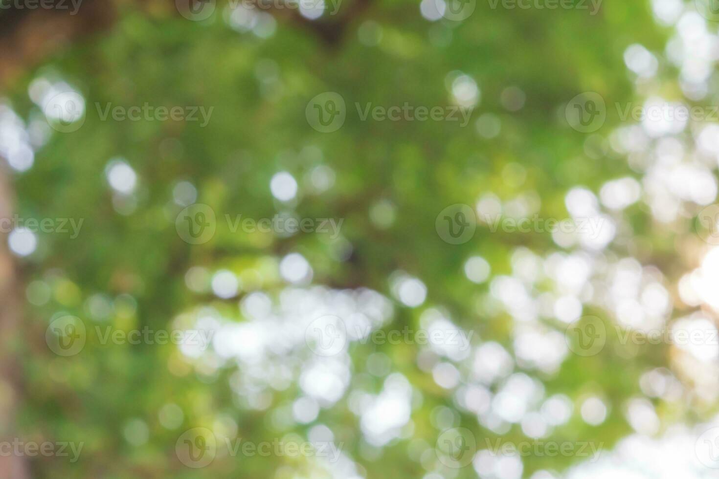 Abstract green nature bokeh background. Defocused leaves bokeh from a tree. photo