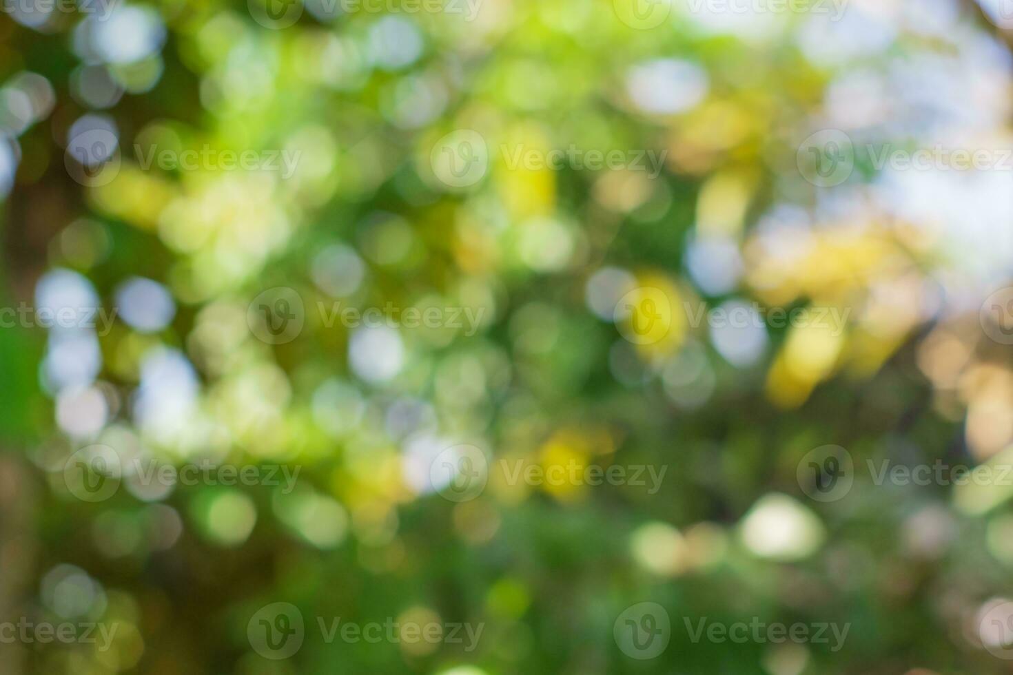 Green nature bokeh background, Defocused abstract background photo