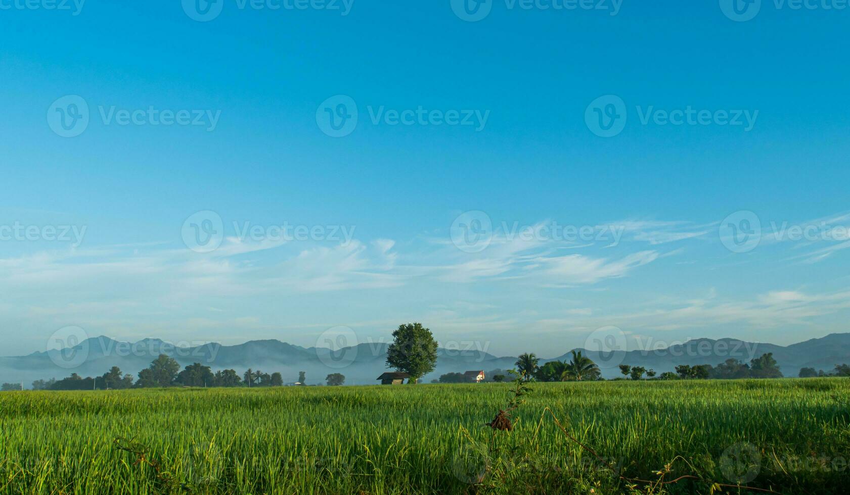 rice fields and cloud blue sky photo