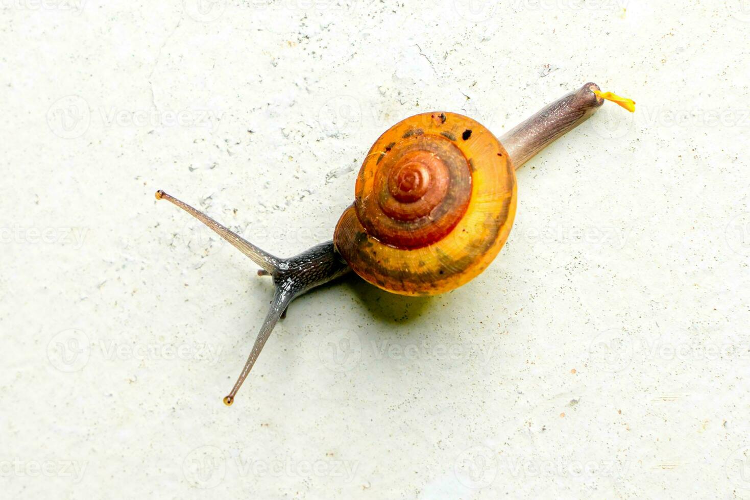 snails on a white old plaster background, selective focus, and soft focus. photo
