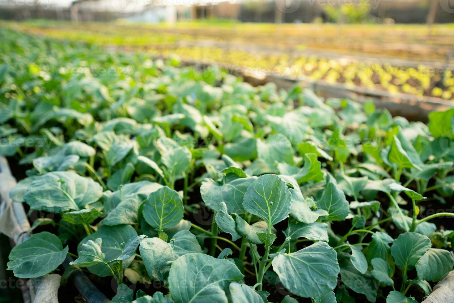 organic vegetable garden Growing vegetables naturally without harmful chemicals and pesticides, selective focus, soft focus. photo