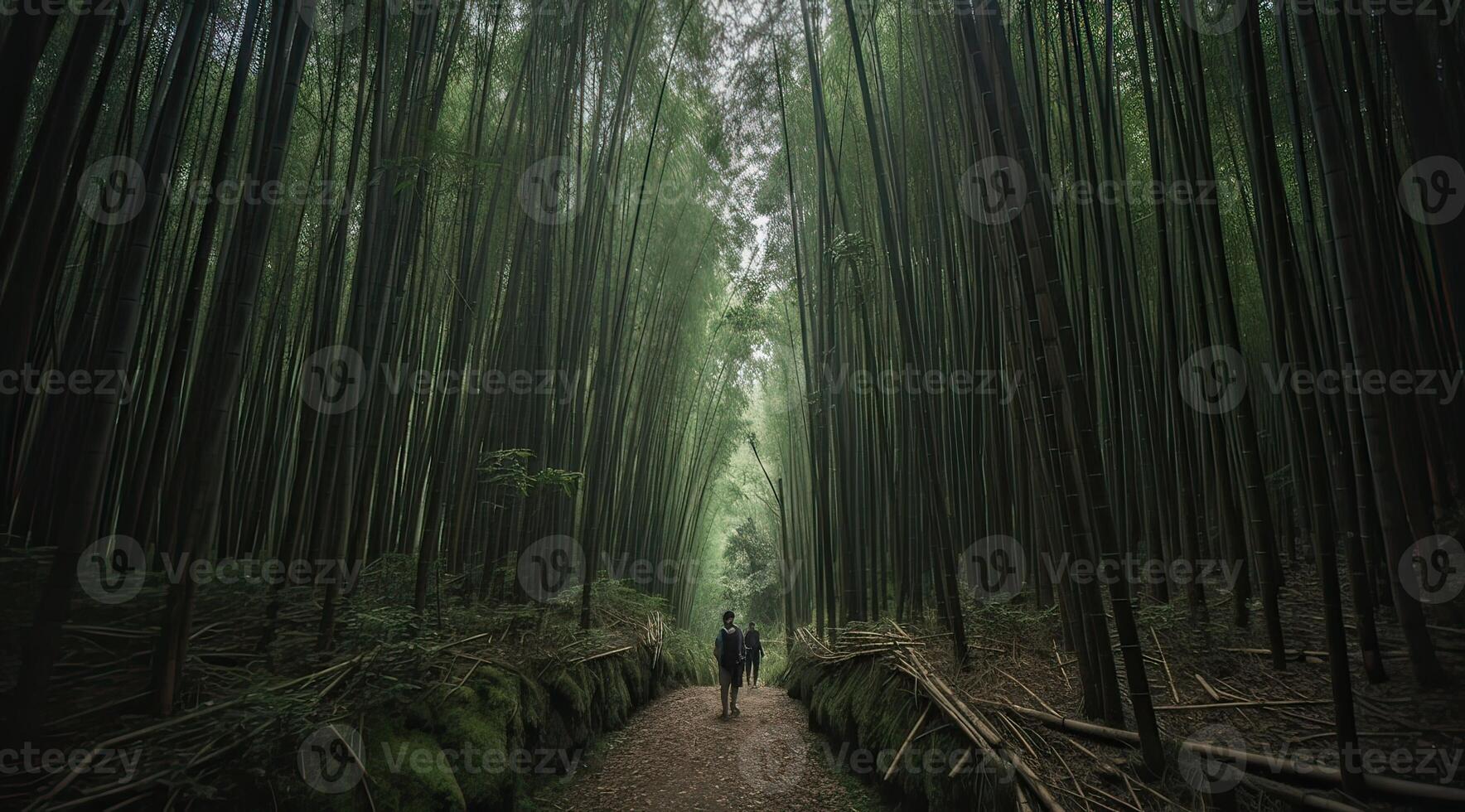 The backside of a young person walking through a bamboo forest. . photo