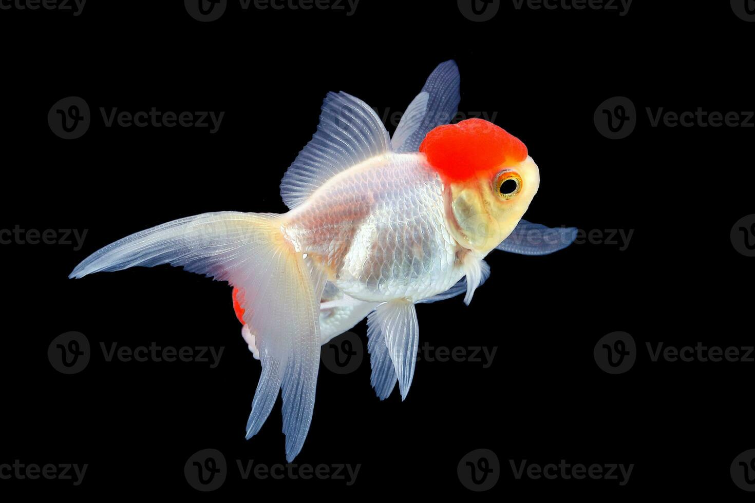 GoldFish aquarium pet photo