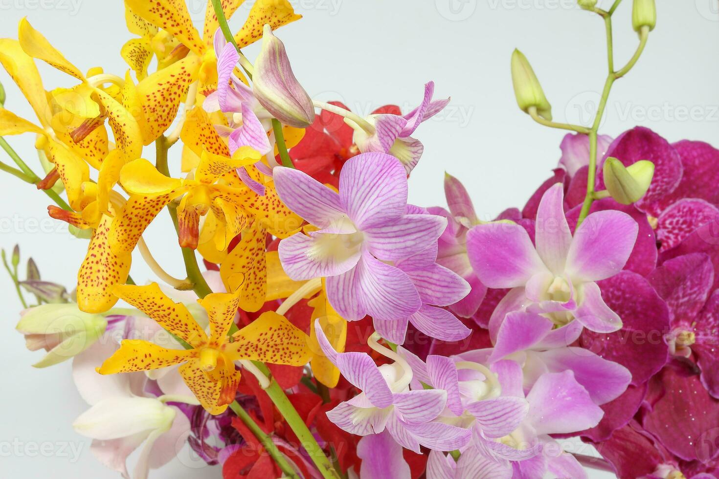 Colorful Orchid Flower photo
