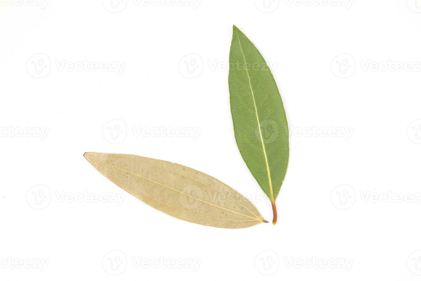 Bay leaf herb spice photo