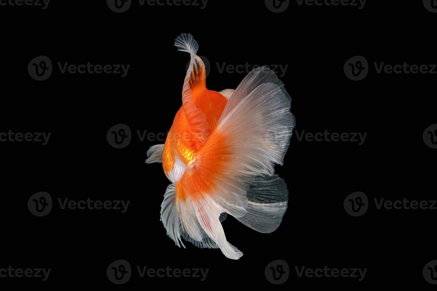 Pet yellow white gold fish with long flowery wave tail swimming in aquarium water on black background photo