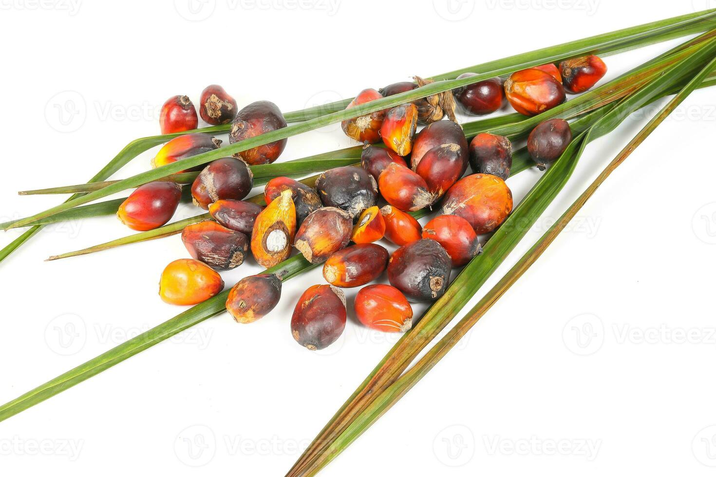 Oil Palm Fruit Product photo
