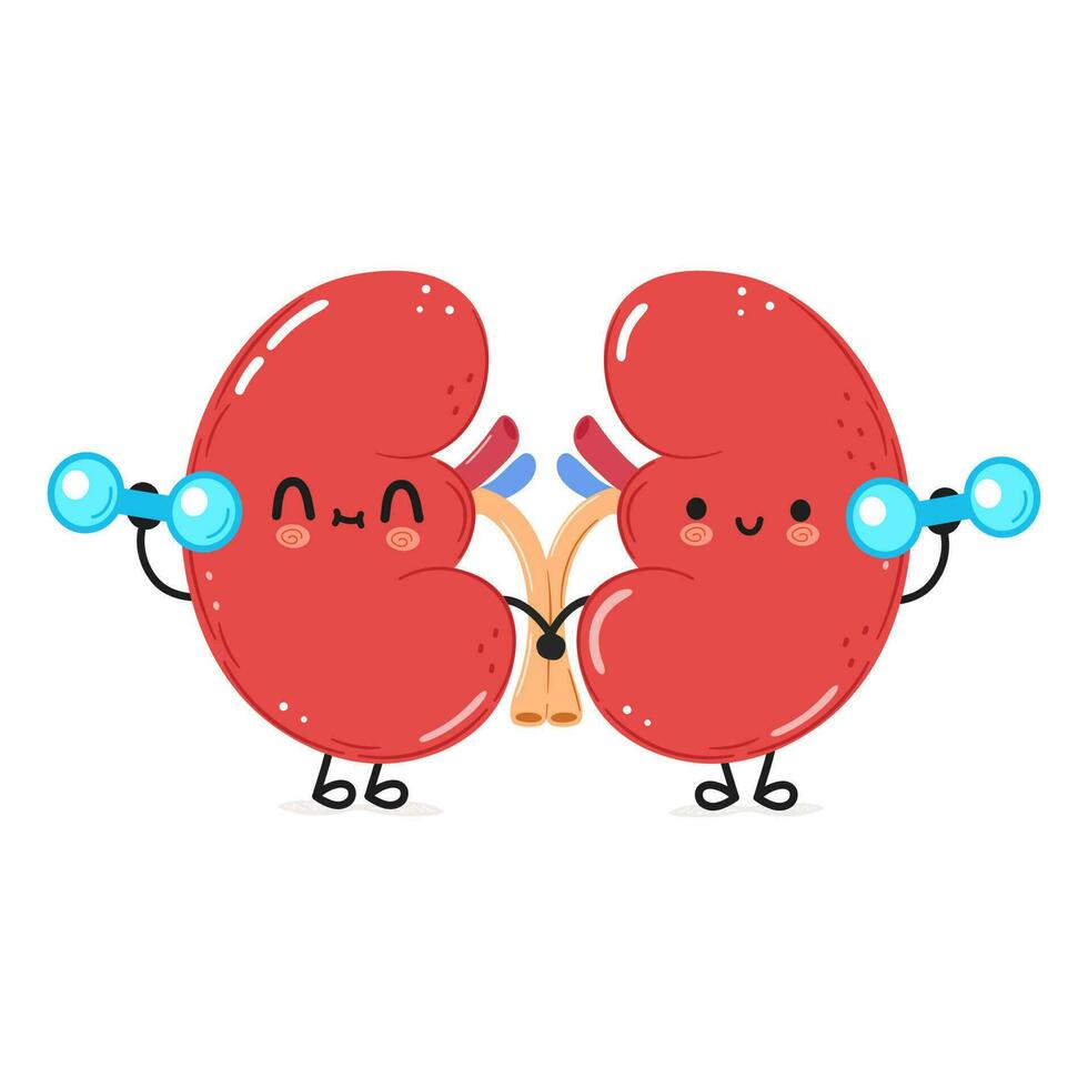 Cute funny Kidneys character with dumbbells. Vector hand drawn cartoon kawaii character illustration icon. Isolated on white background. Kidneys character gym concept