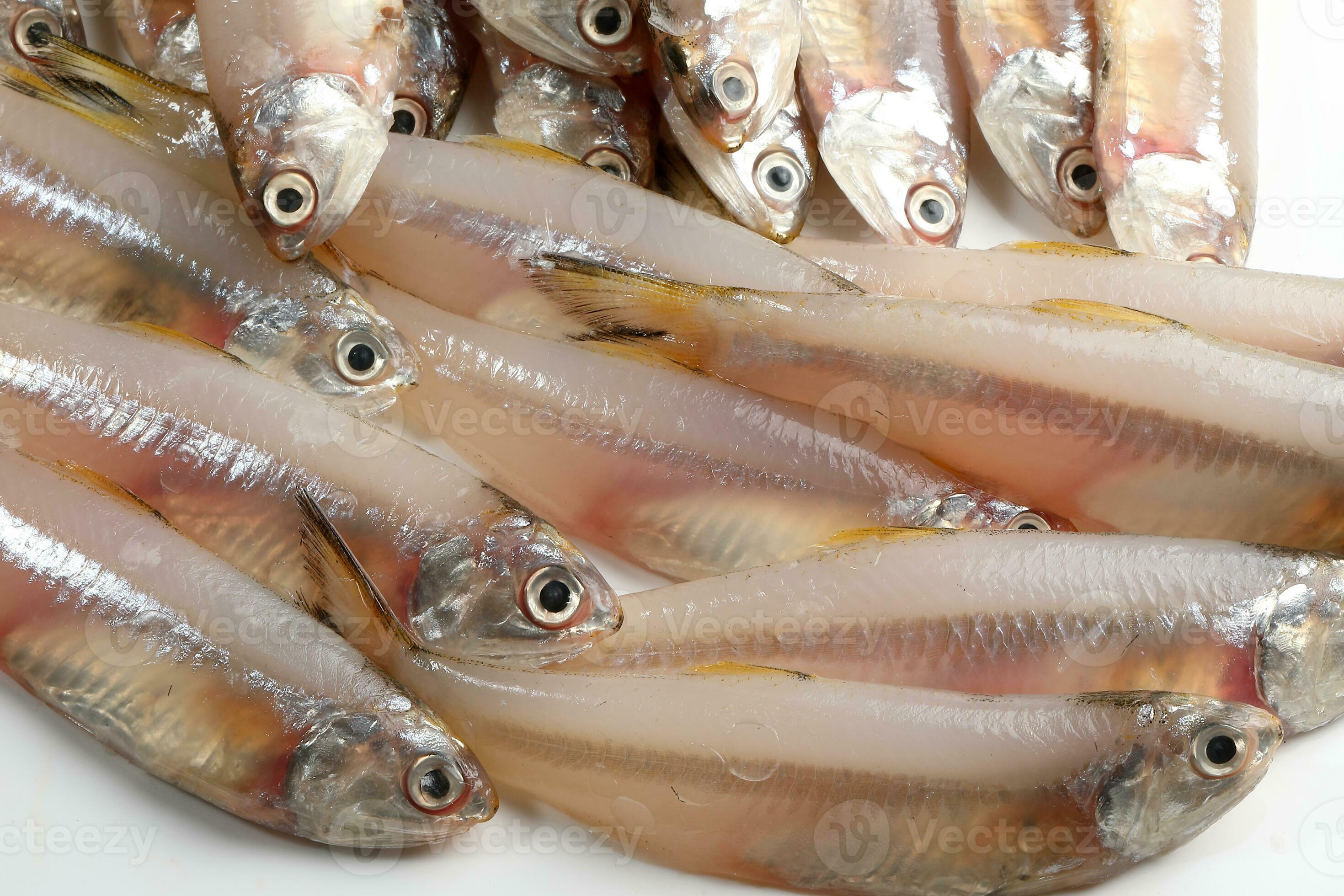 AH ANCHOVY BIG (NATHOLI)