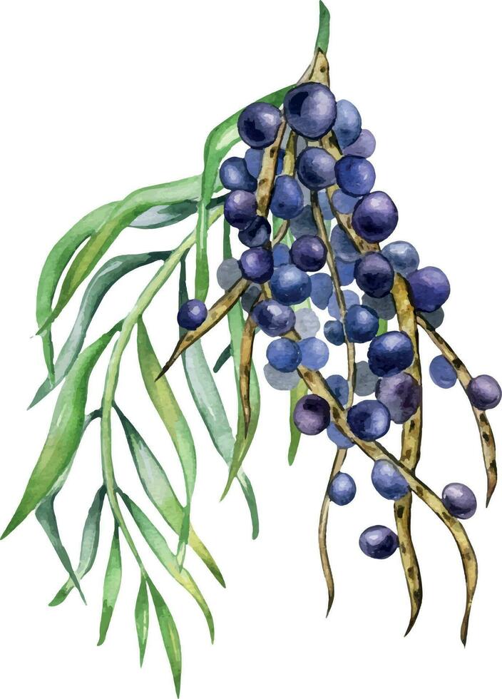 Bunch of acai berries and palm leaves watercolor illustration isolated on white. Exotic amazon small purple berries, tropical fruit hand drawn. Design element for wrapping, packaging, label vector