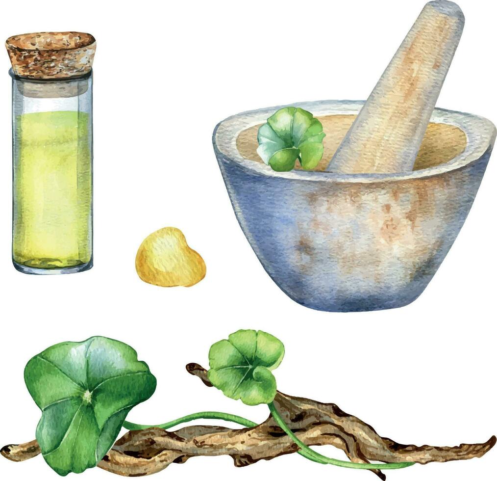 Centella asiatica, essential oils, wooden branch watercolor illustration isolated on white. Stone mortar, pestle gotu kola, cola, driftwood hand drawn. Design element for package, label, wrapping vector