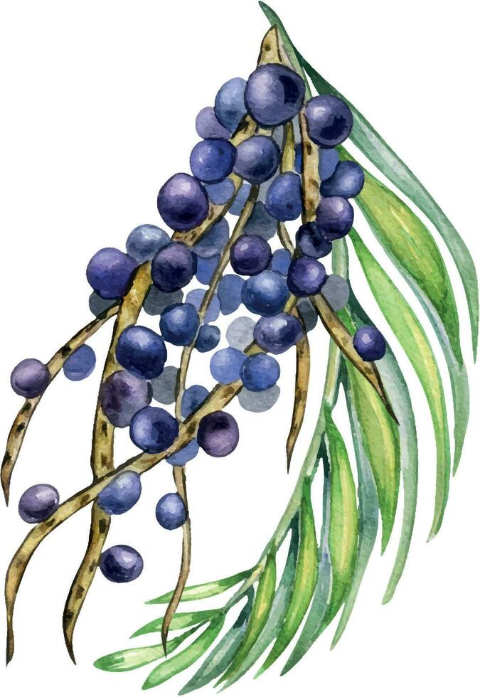 Bunch of acai berries and palm leaves watercolor illustration isolated on white. Exotic amazon small purple berries, tropical fruit hand drawn. Design element for wrapping, packaging, label vector