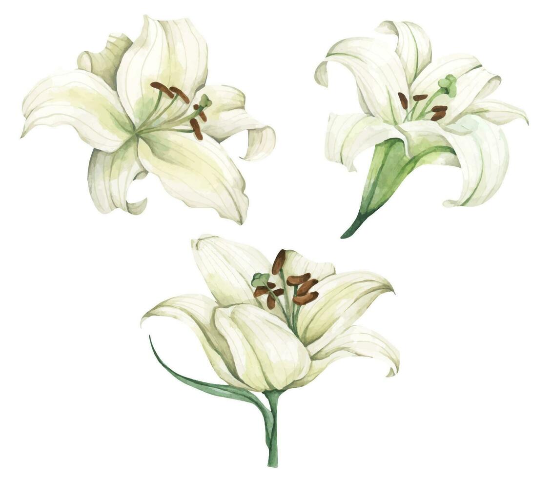 conjunto de blanco lirios blanco flores para saludo tarjetas, Boda invitaciones, cumpleaños tarjetas, papelería. acuarela ilustración. vector