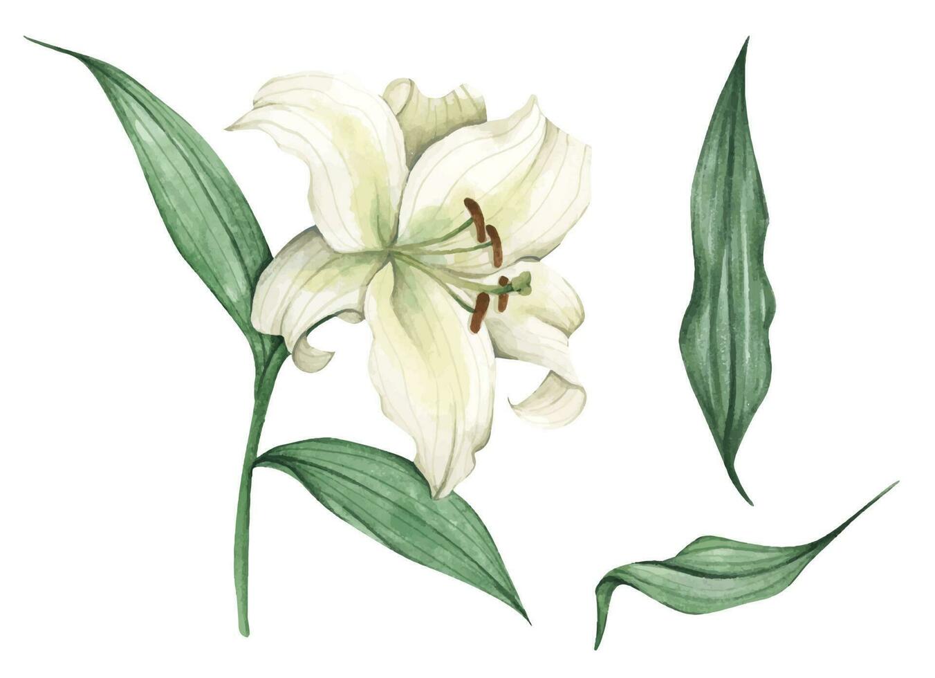 Set of White lilies. White flowers for greeting cards, wedding invitations, birthday cards, stationery. Watercolor illustration. vector