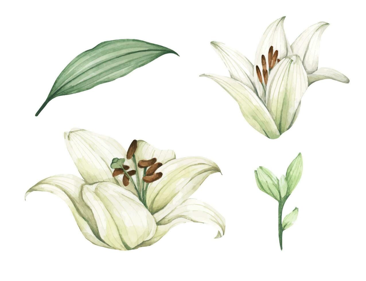 Set of White lilies. White flowers for greeting cards, wedding invitations, birthday cards, stationery. Watercolor illustration. vector