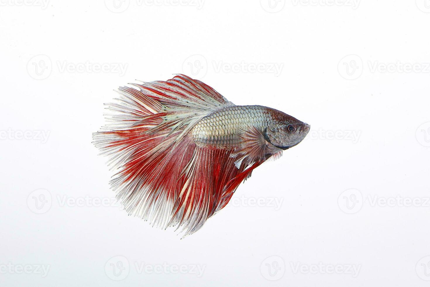 Colourful Beta fighter fish photo