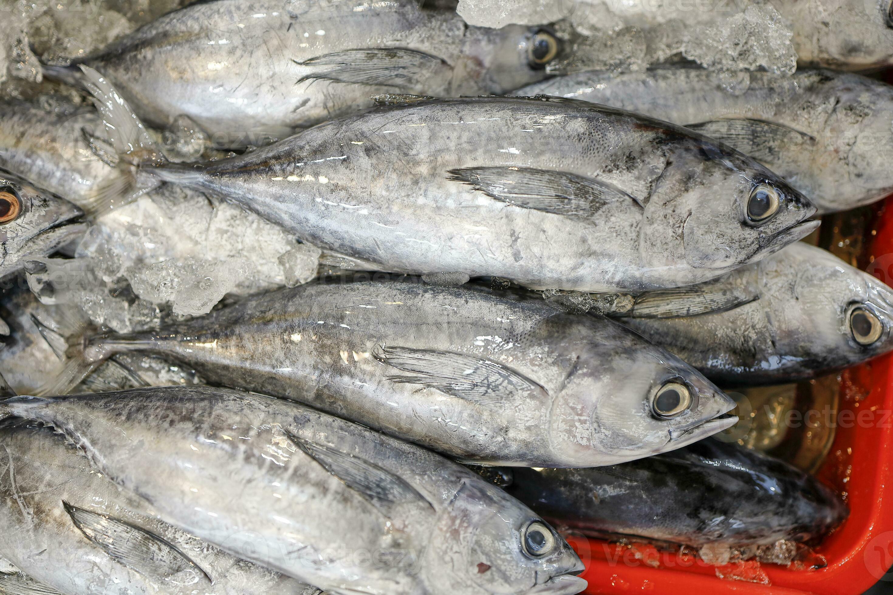 Bullet Tuna Long Corseletted Frigate Mackerel fish at market 24314389 Stock  Photo at Vecteezy