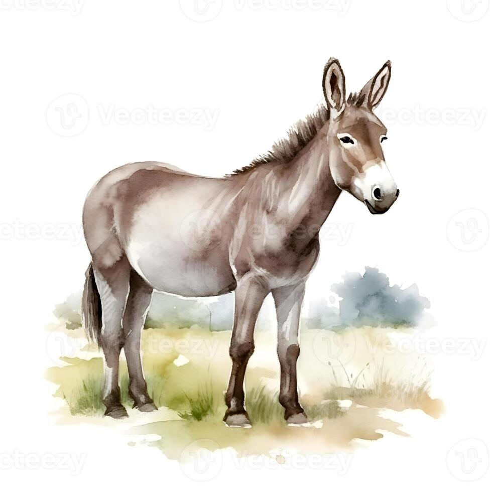 content, Donkey isolated on white background. Watercolor. Illustration. Sample. Close-up. Clip-art. Drawn by hand. photo