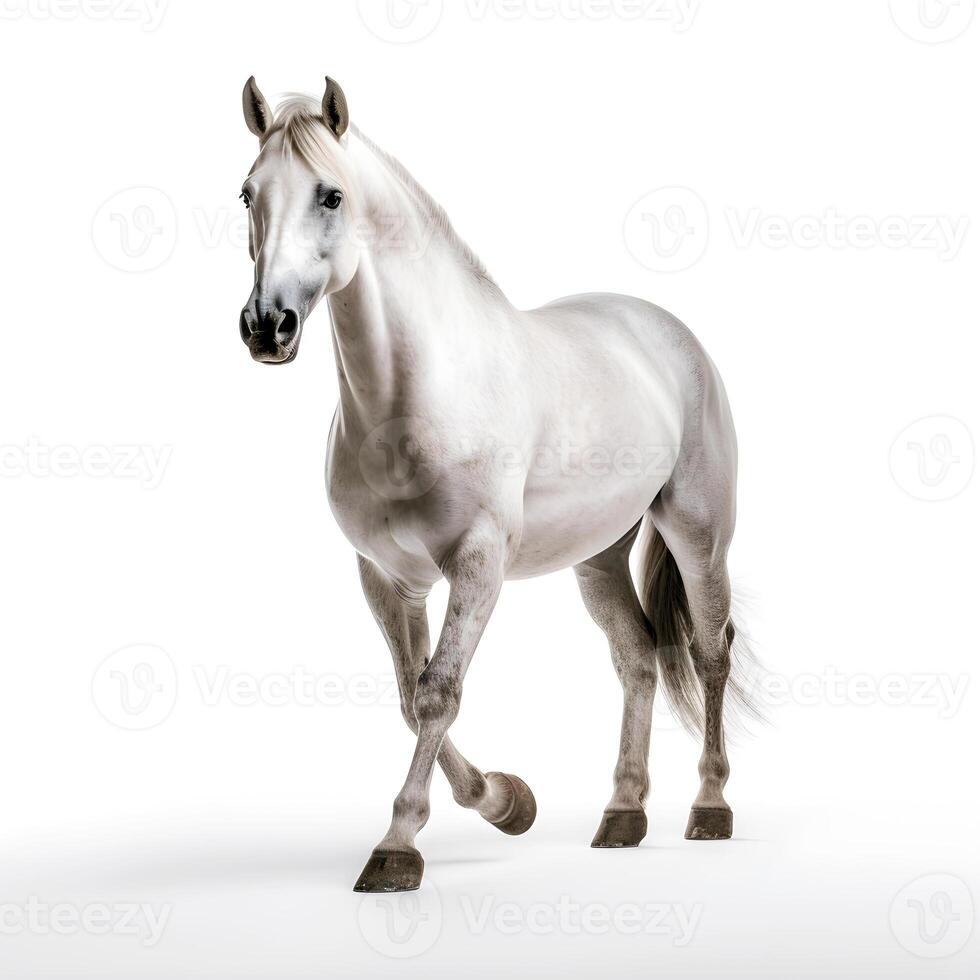 content, white Arabian horse in motion on a white background. isolated object photo