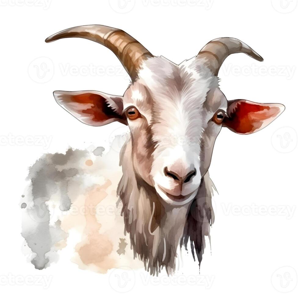 content, goat portrait isolated on white background. Watercolor. Illustration. Sample. Close-up. Clip art. Drawn by hand. photo