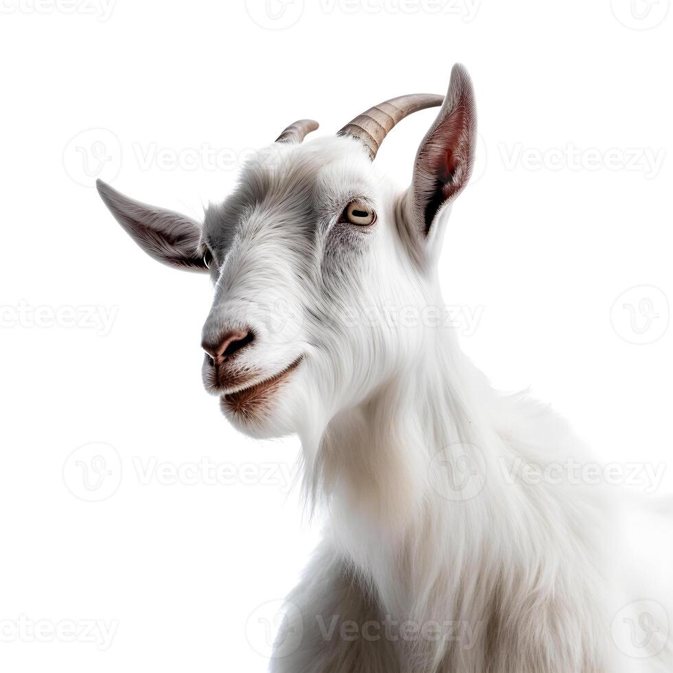 content, Close-up portrait of a white goat with horns. isolated object on white background photo