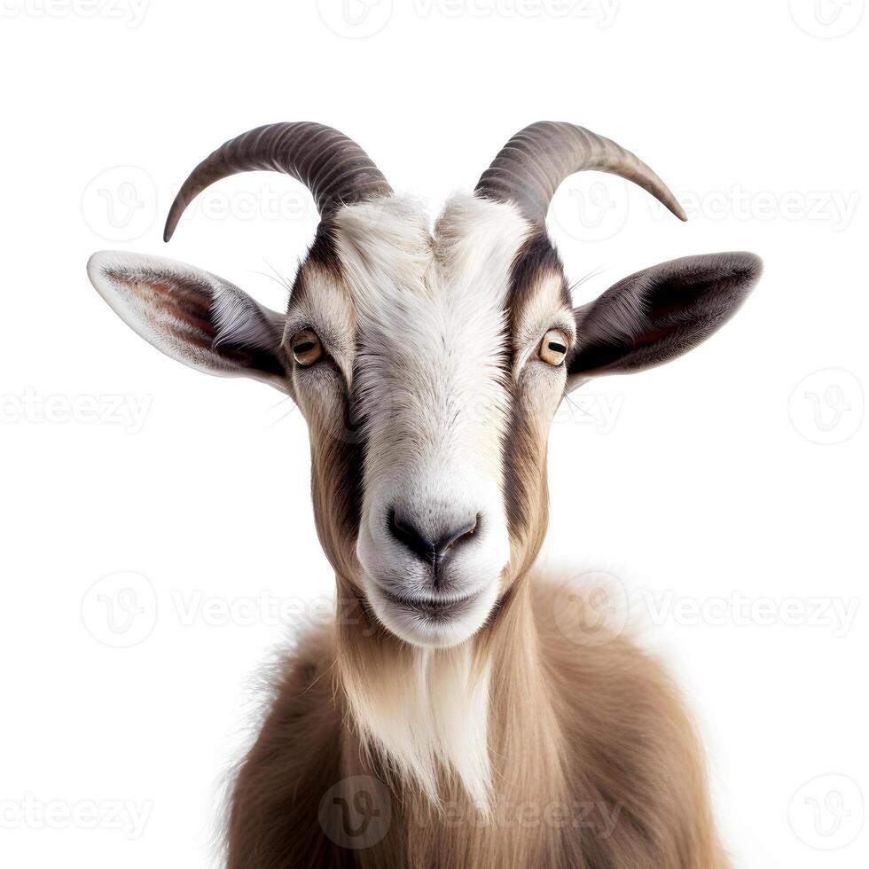 content, Close-up portrait of a brown goat with horns. isolated object on white background photo