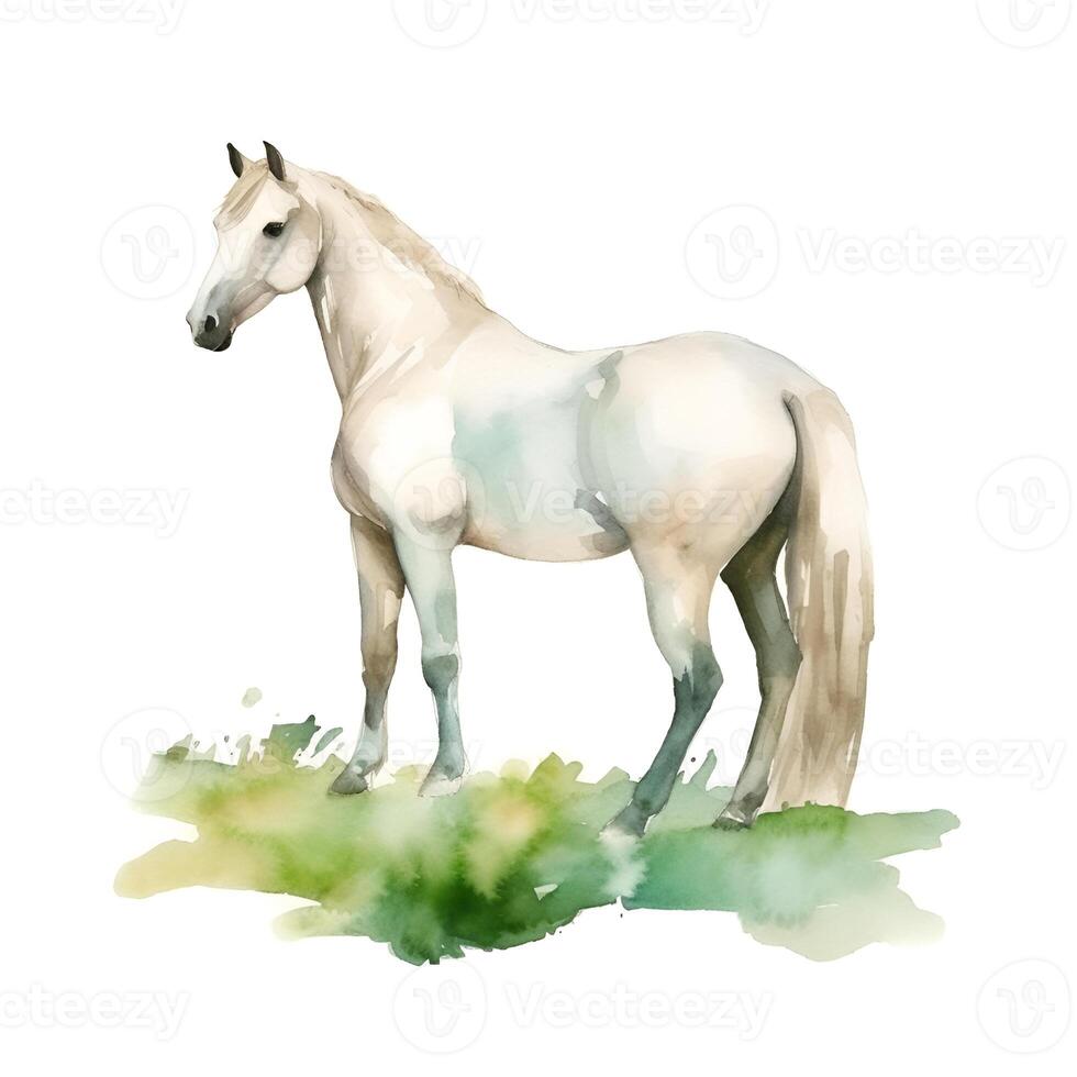 content, Watercolor white horse in green grass on a white background. Horse illustration. White background, isolated object. photo