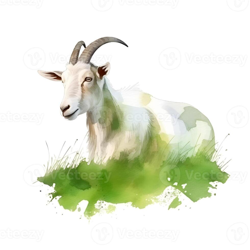 content, white goat in green grass isolated on white background. Watercolor. Illustration. sample. close-up. Drawn by hand. photo