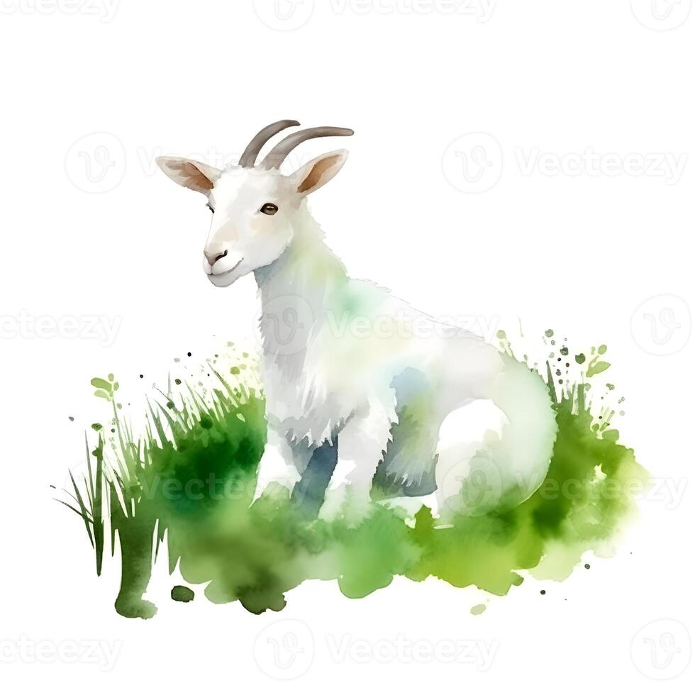 content, white goat in green grass isolated on white background. Watercolor. Illustration. sample. close-up. Drawn by hand. photo