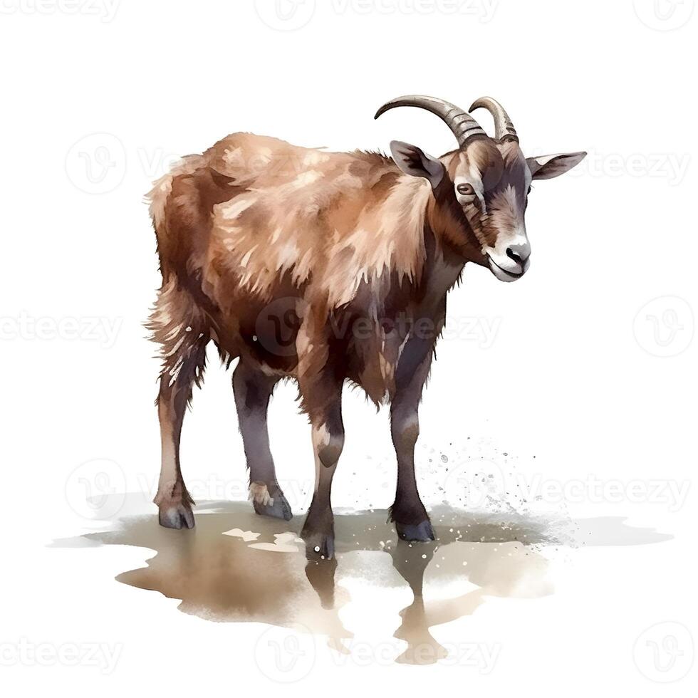 content, Goat isolated on white background. Watercolor. Illustration. Sample. Close-up. Clip art. Drawn by hand. photo