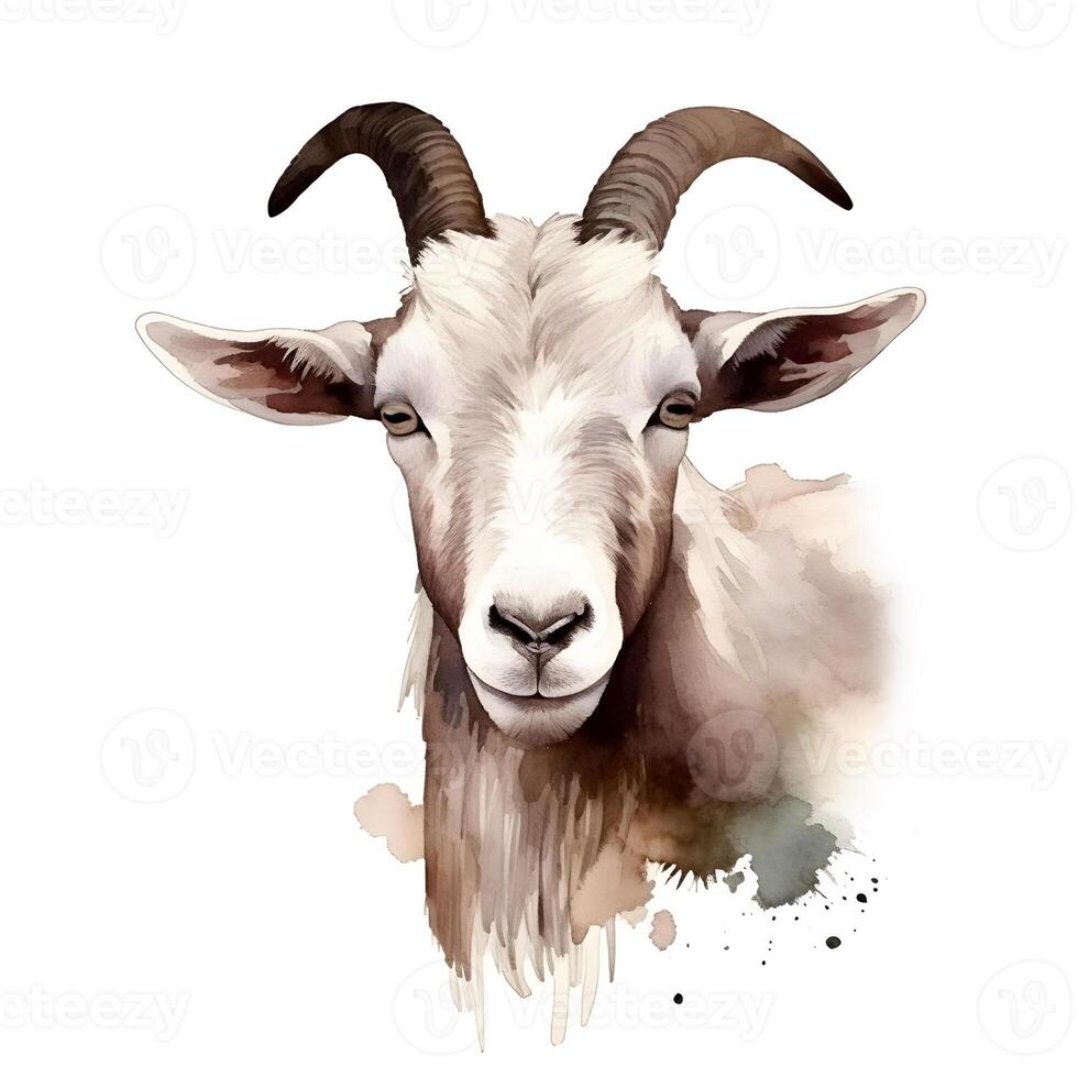 content, goat portrait isolated on white background. Watercolor. Illustration. Sample. Close-up. Clip art. Drawn by hand. photo