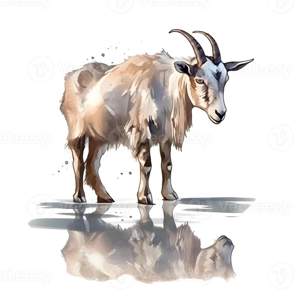 content, Goat isolated on white background. Watercolor. Illustration. Sample. Close-up. Clip art. Drawn by hand. photo