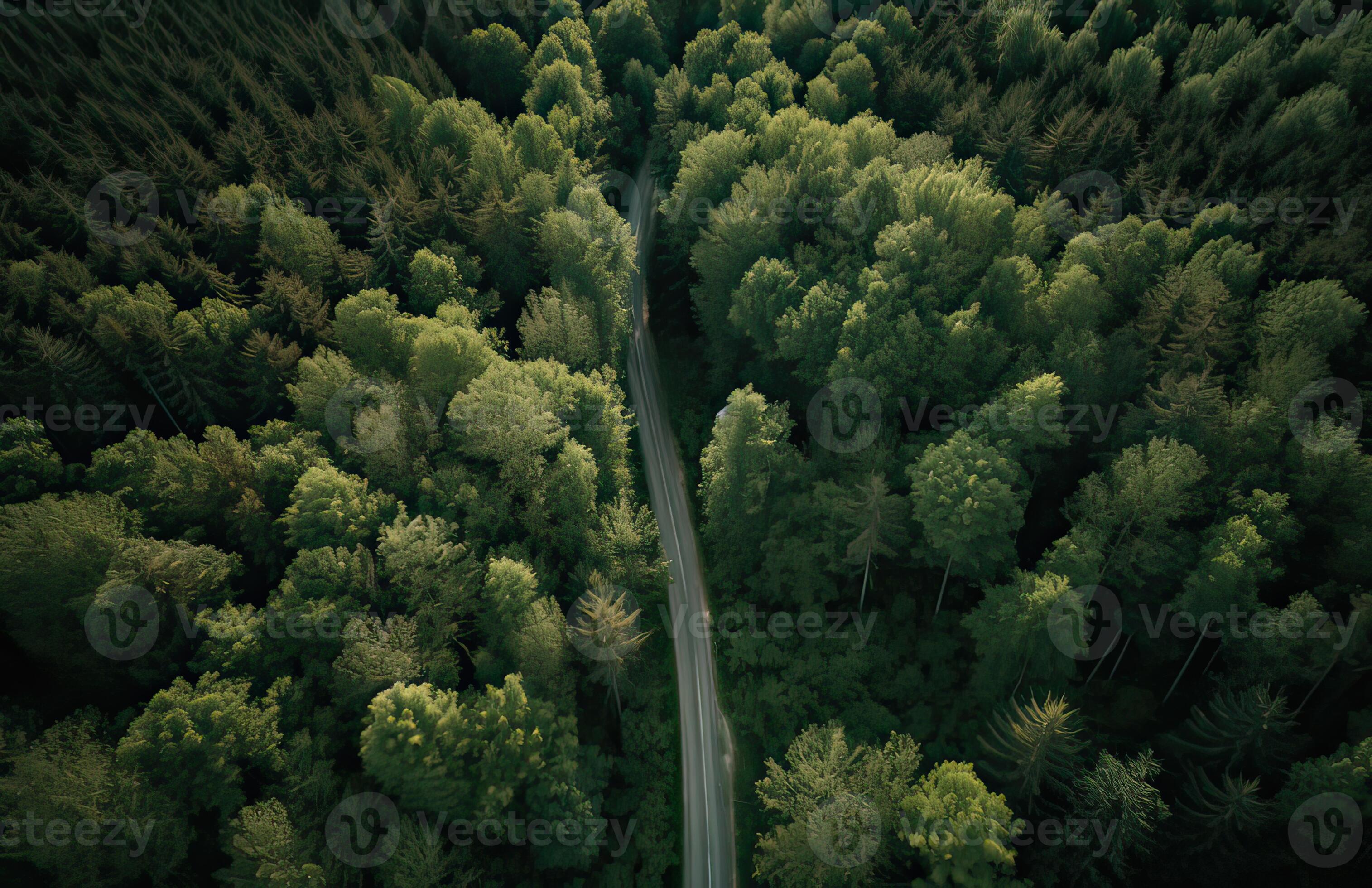 Jqxoreillys Forest Ln 26 - bj7mdh3