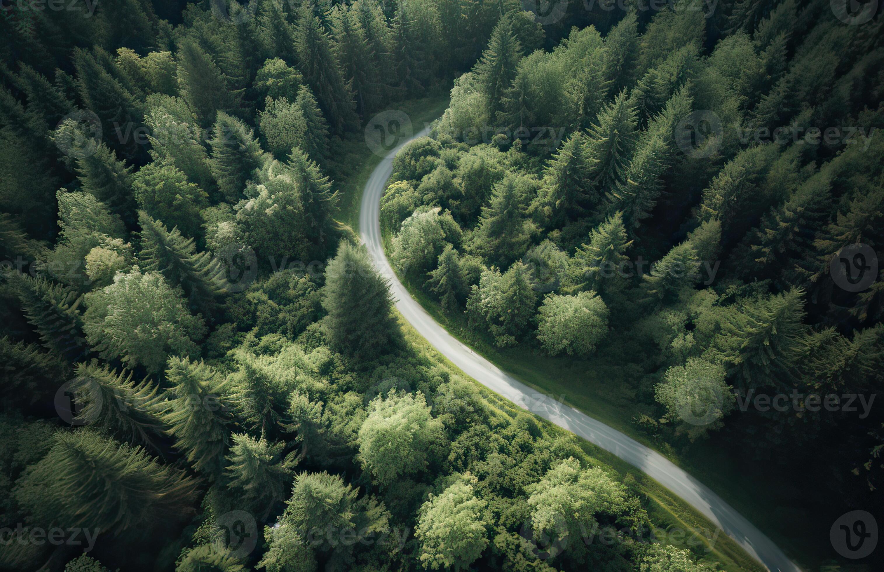 Top view of green forest landscape wallpaper art. Aerial nature scene of  pine trees and asphalt road banner design. Countryside path trough  coniferous wood form above. Generative Ai. 24315240 Stock Photo at