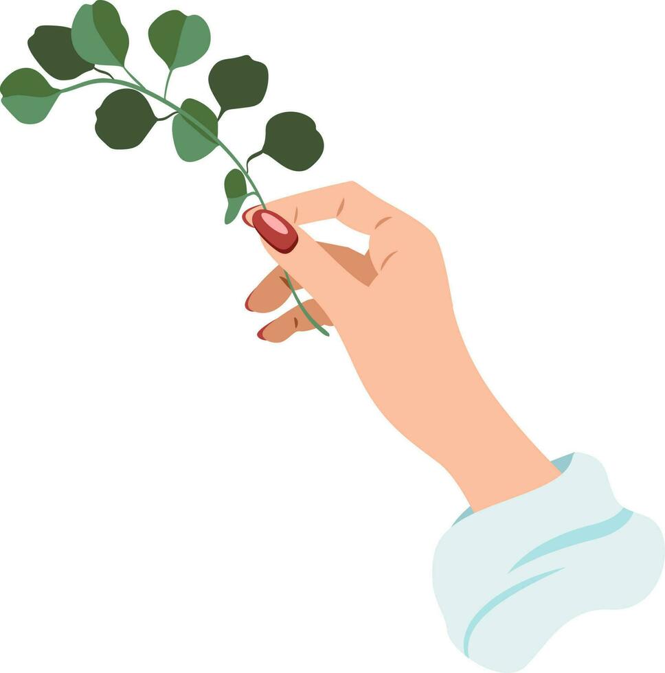 Vector flat style beautiful female hand holding an eucalyptus branch isolated on white background