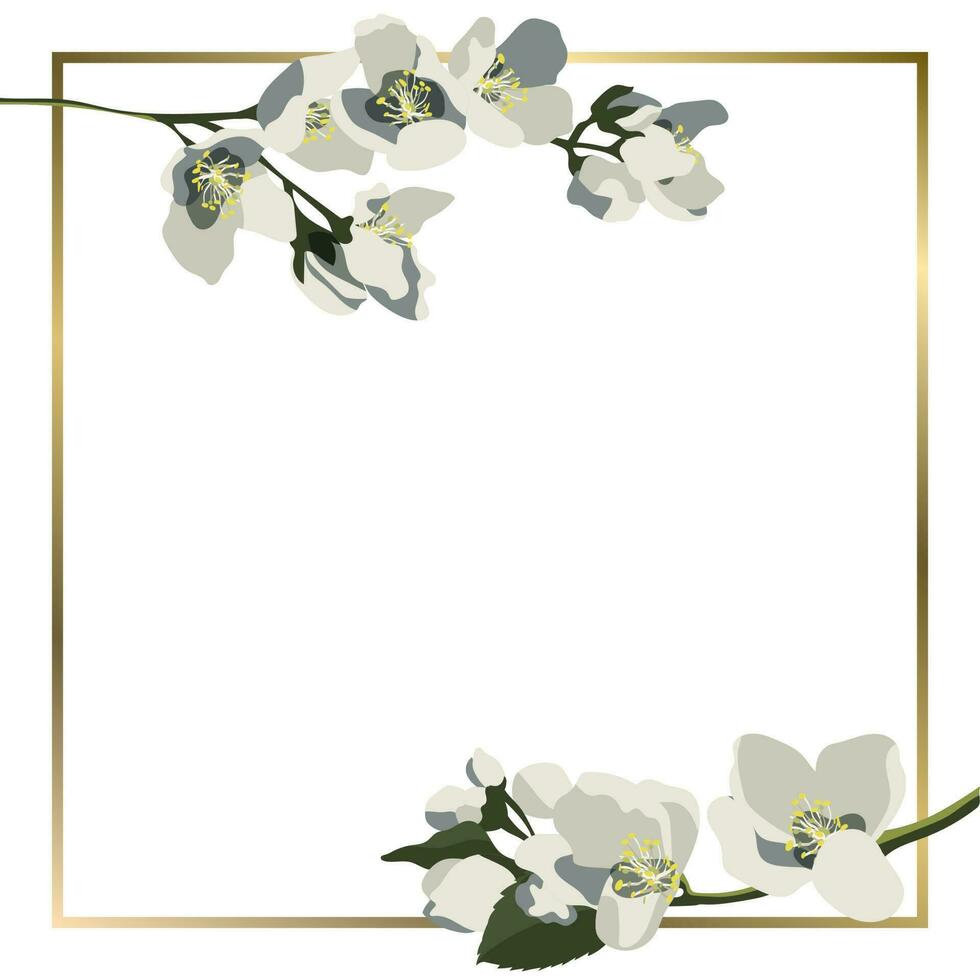 Vector square background with blooming jasmine branches and golden frame
