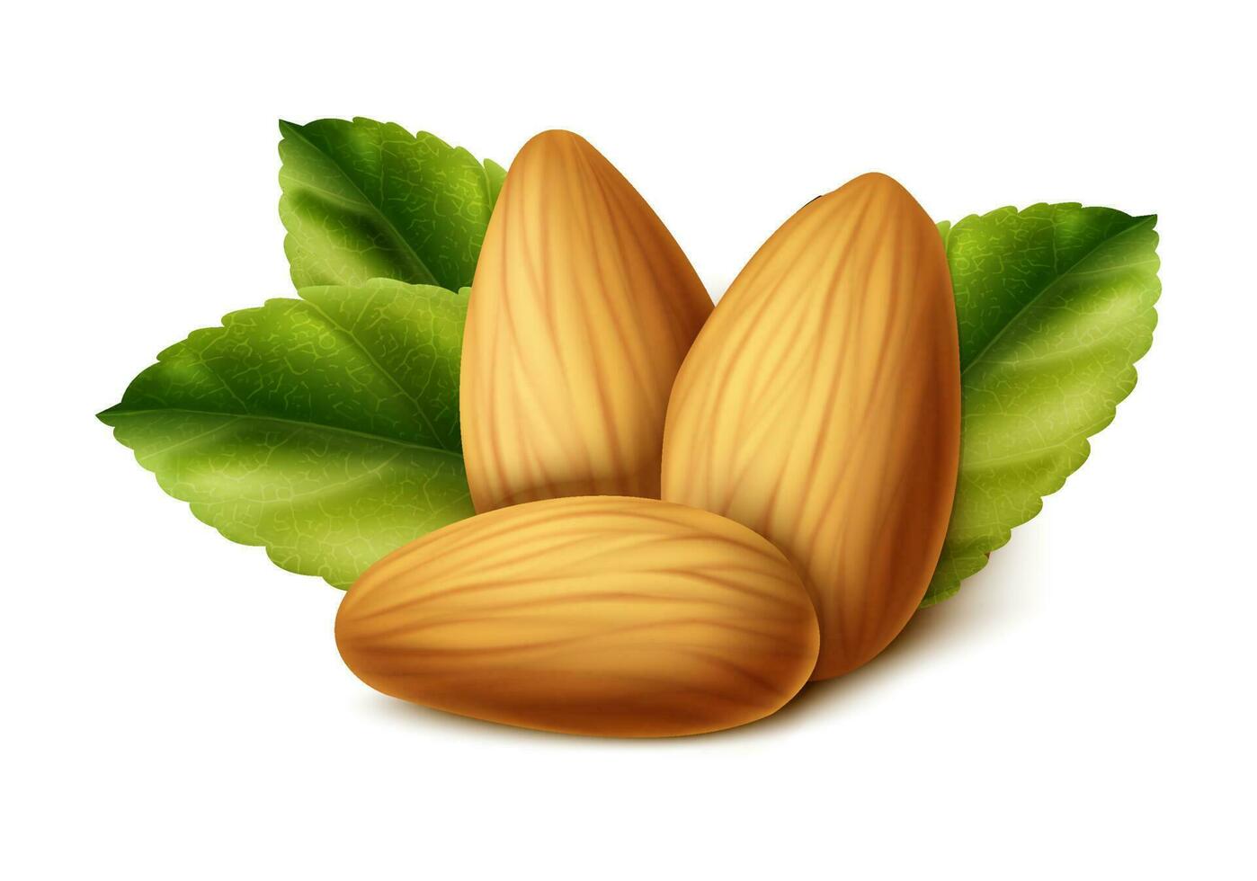 3d realistic vector icon. Almond nut with leaves. Isolated on white background.