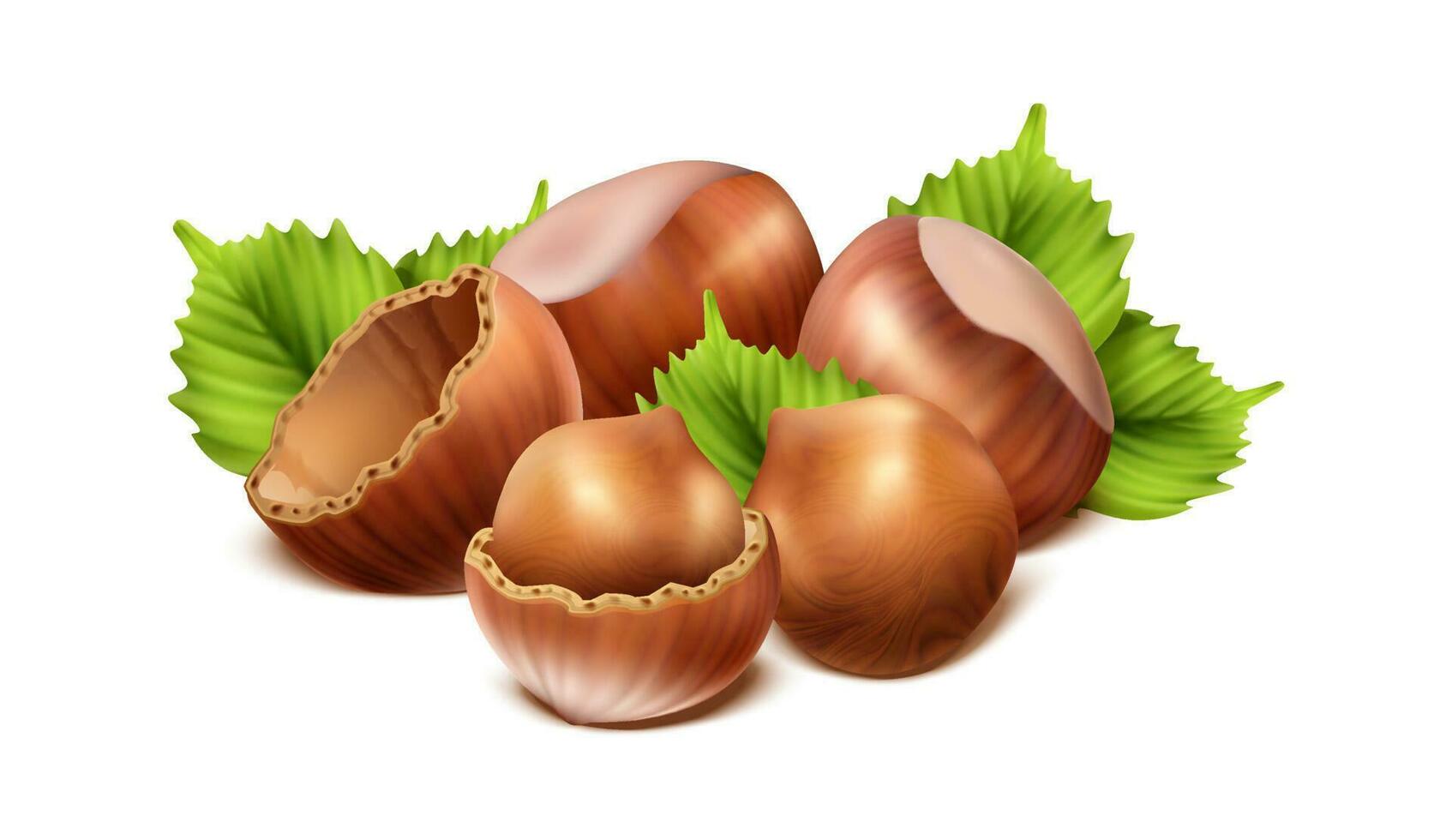 3d realistic vector icon. Hazelnut peeled,  chopped in half and green hazel leaves. Isolated on white background.