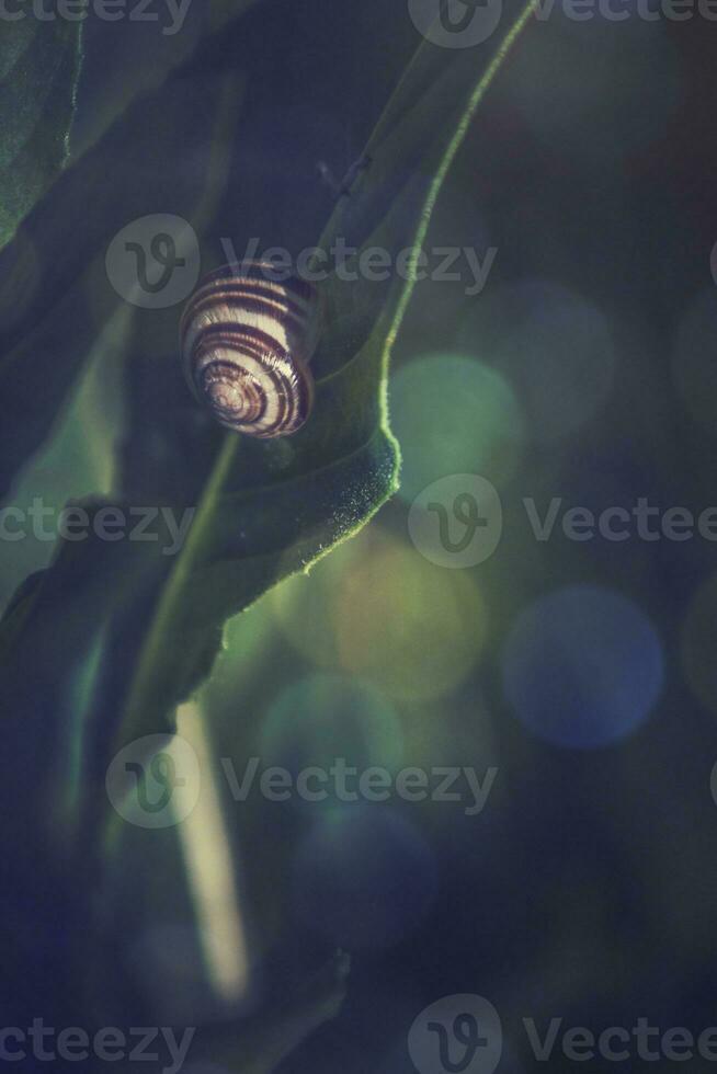 pequeño caracol dormido en un verde hoja en un verano día en de cerca foto