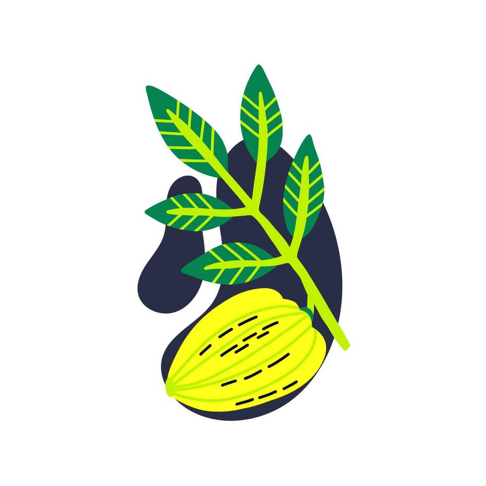 Acid fruit carambola with leaf vector