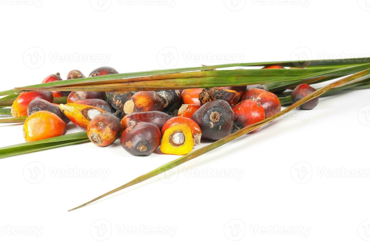 Oil Palm Fruit Product photo