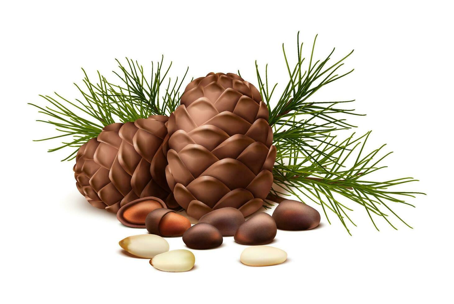 3d realistic vector icon. Pine nuts with or without shell and fir tree and pine cone. Isolated on white background.