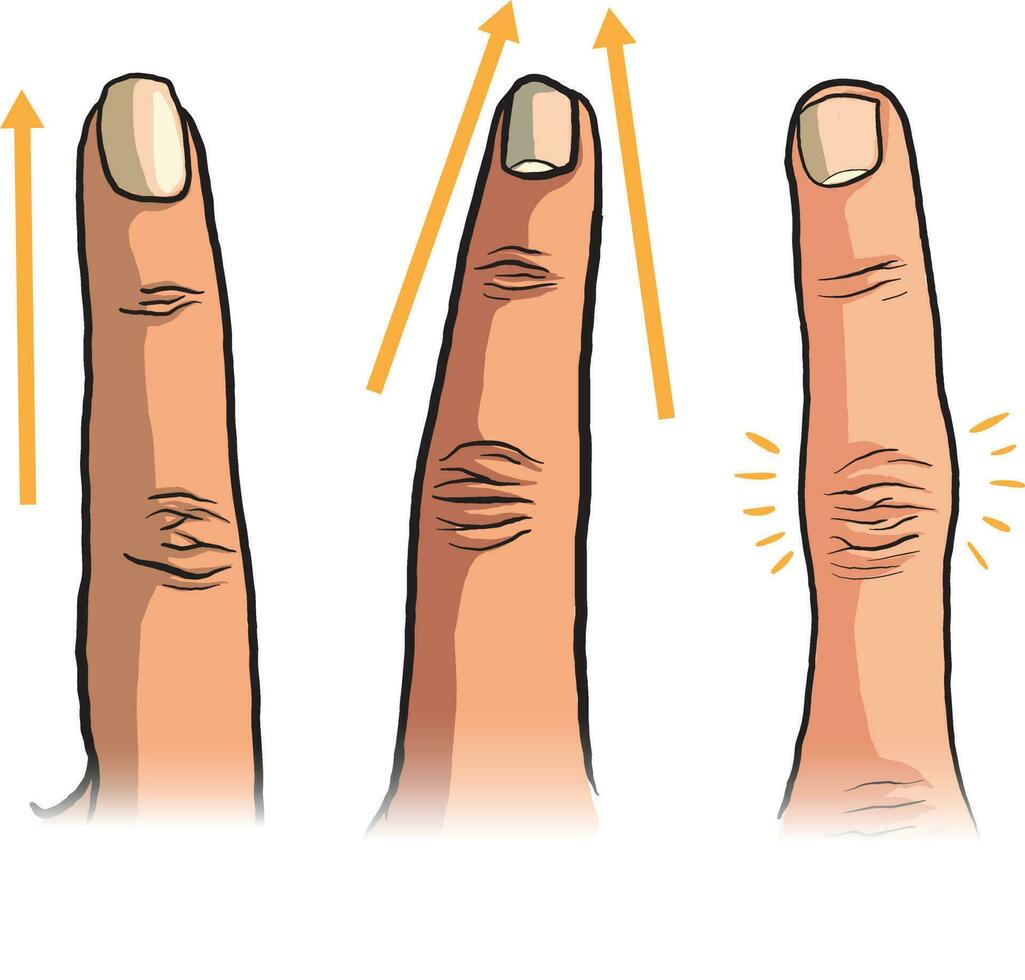 illustration of finger types vector