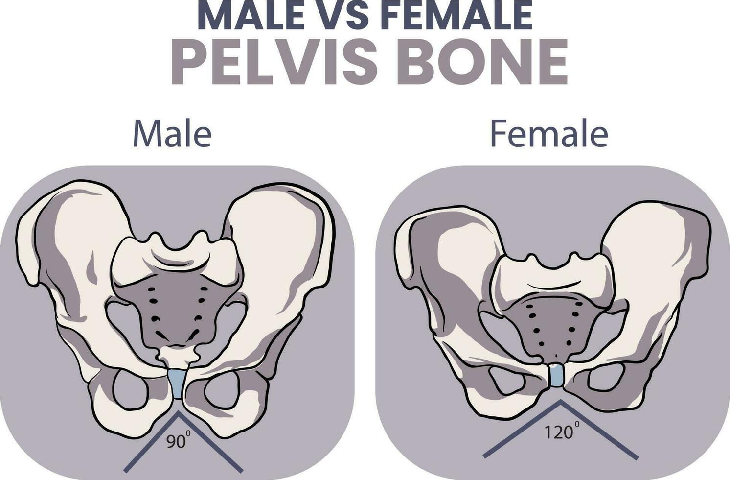 illustration of male vs female pelvis bone comparison vector